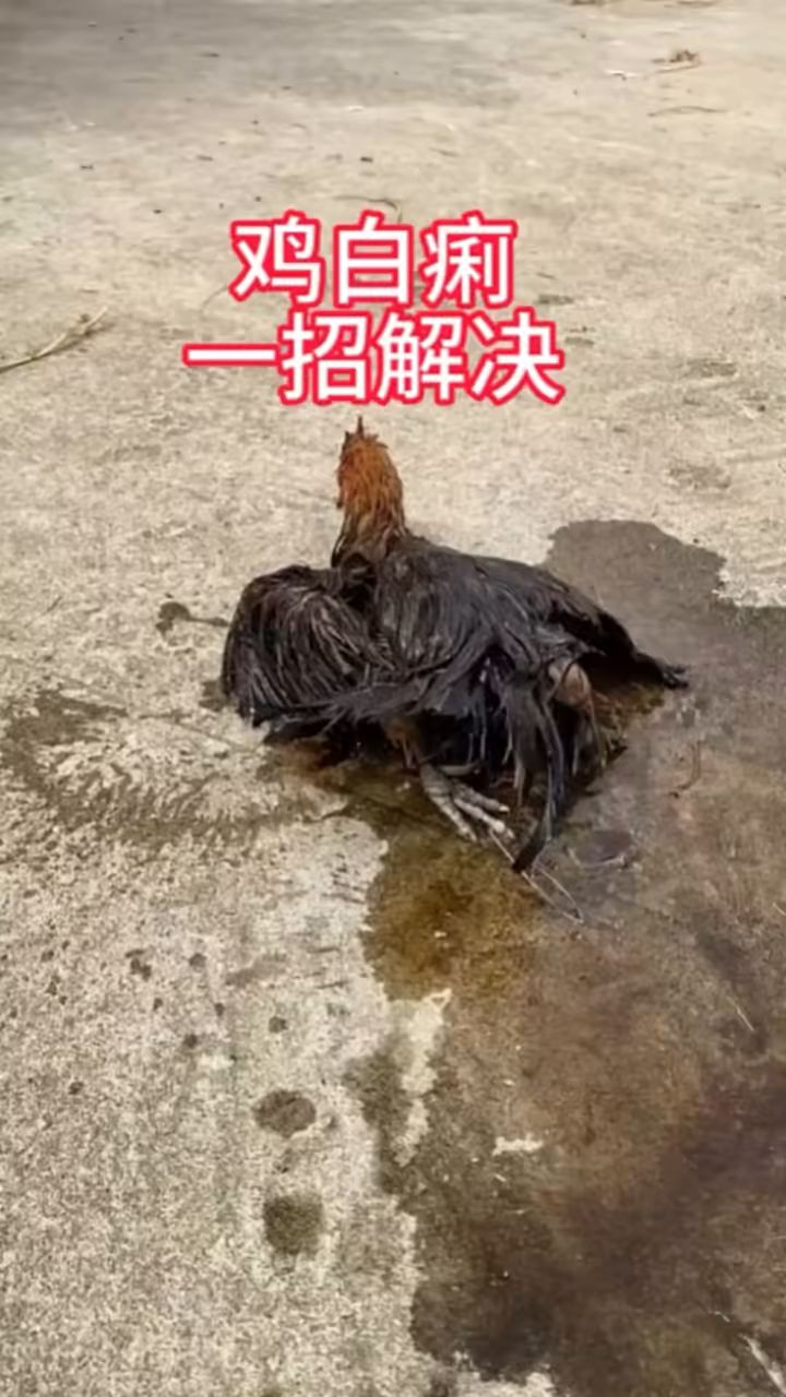 鸡白痢一招解决