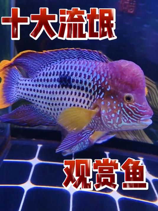 十大流氓观赏鱼