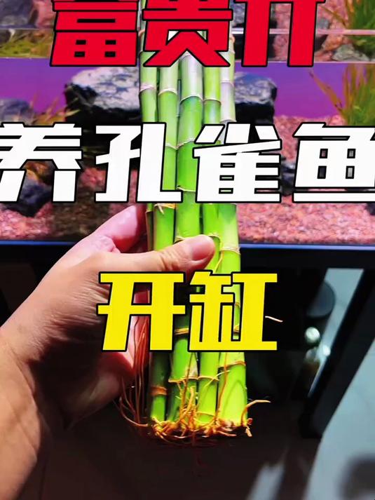 把富贵竹种鱼缸里，用它来养孔雀鱼行不行？