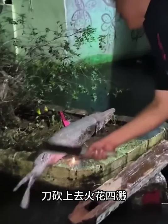 鳄雀鳝，硬的连刀都砍不动