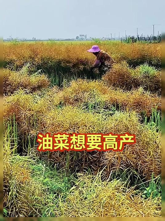 跟着专家学种油菜,轻松掌握增产技巧,农民致富不是梦