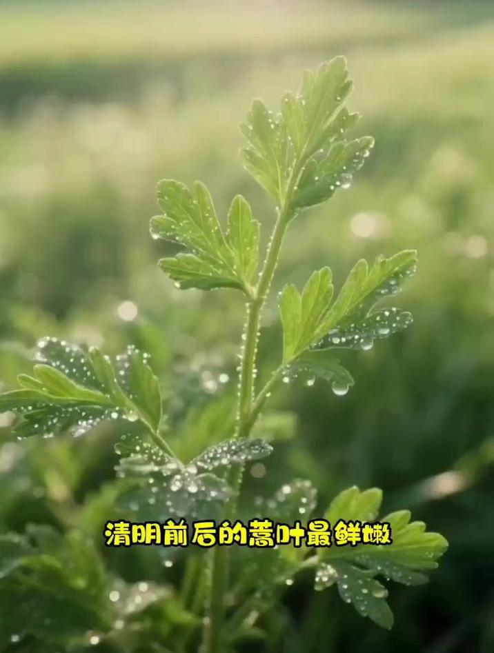 蒿子粑粑怎么做才好吃