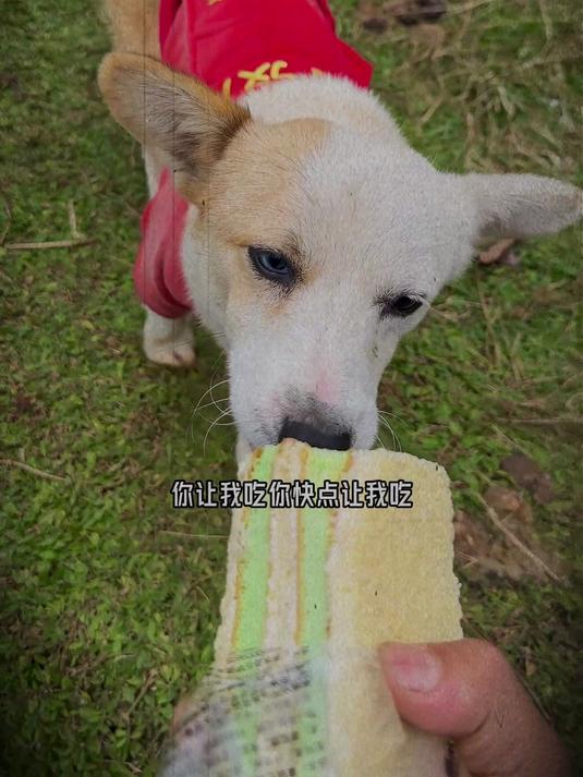xq251013抢走异瞳狗狗的三明治蛋糕