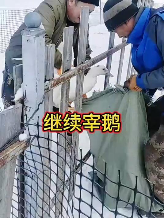 找了十几个人帮忙杀鹅,干了二天总算是完事了