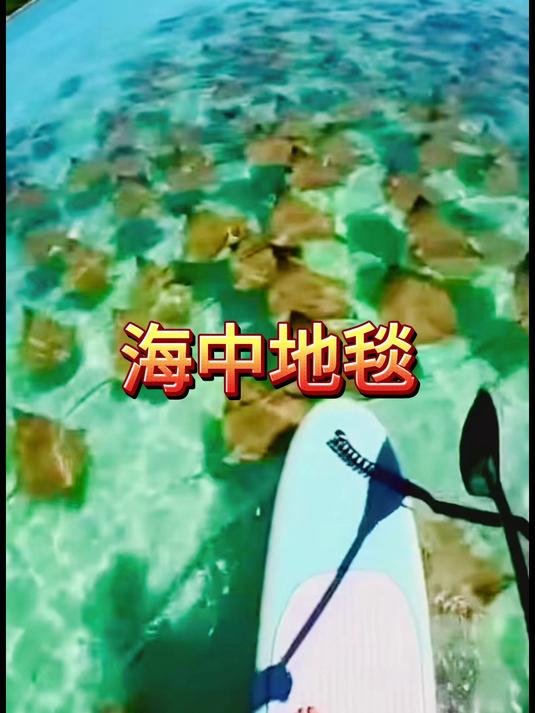 史上最壮观的迁徙,玩家误闯黄貂鱼群被直接冲翻