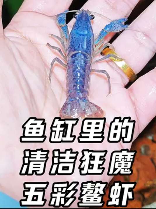 彩色小龙虾堪称鱼缸清洁神器 好养不挑 过年必备