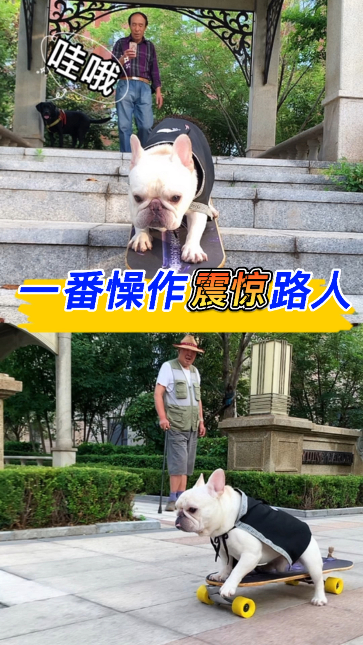 做个普通汪一日三餐一年四季