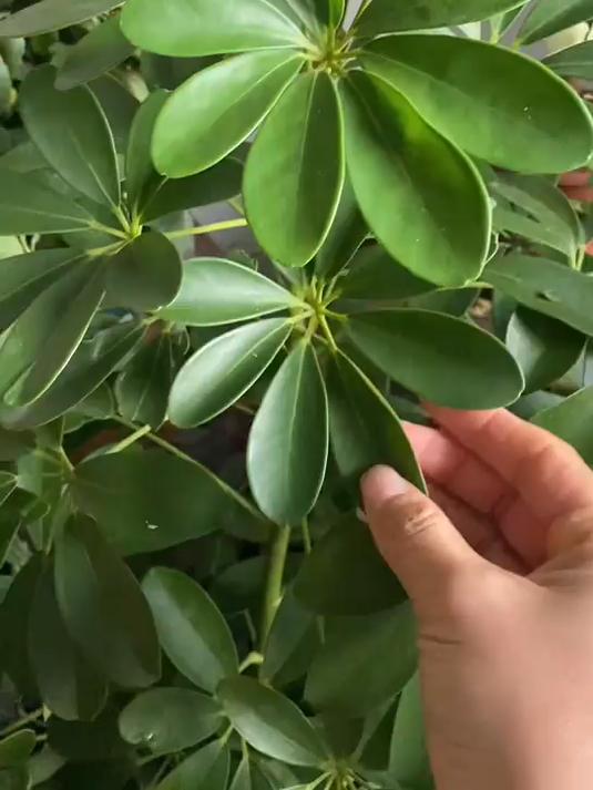 鸭掌木做好这1点，长势旺盛，不黄叶