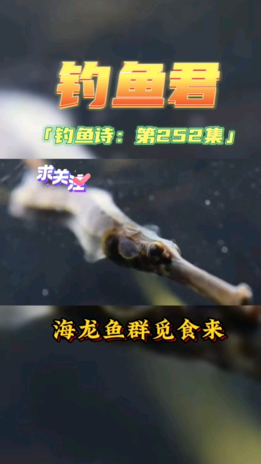 钓鱼君之钓鱼口诀:第252集(钓海龙鱼)鱼类百科,钓过此鱼吗?