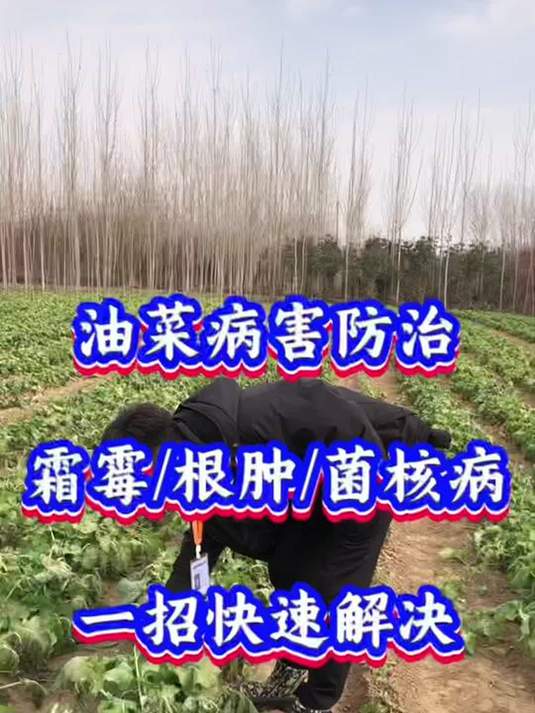 油菜黄叶红叶病害咋解决?一喷净来帮你忙