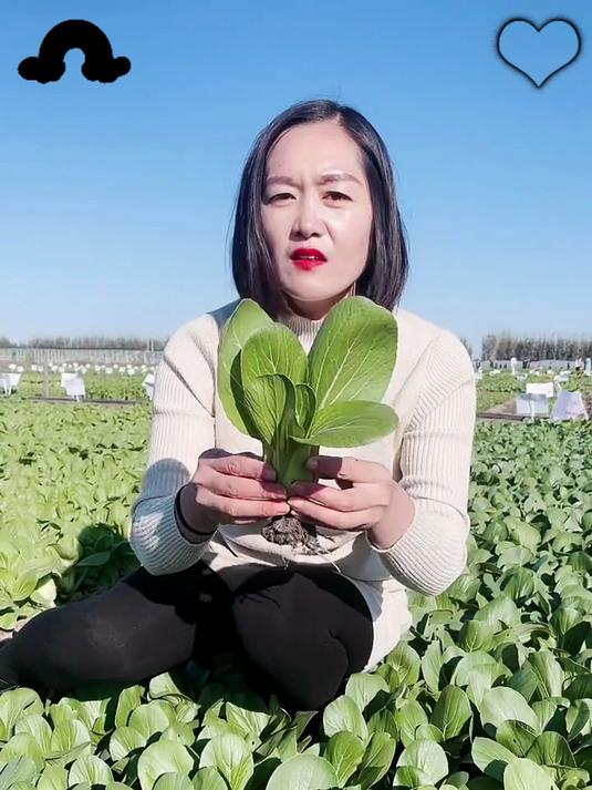 颗粒饱满的鸡毛菜种子在这