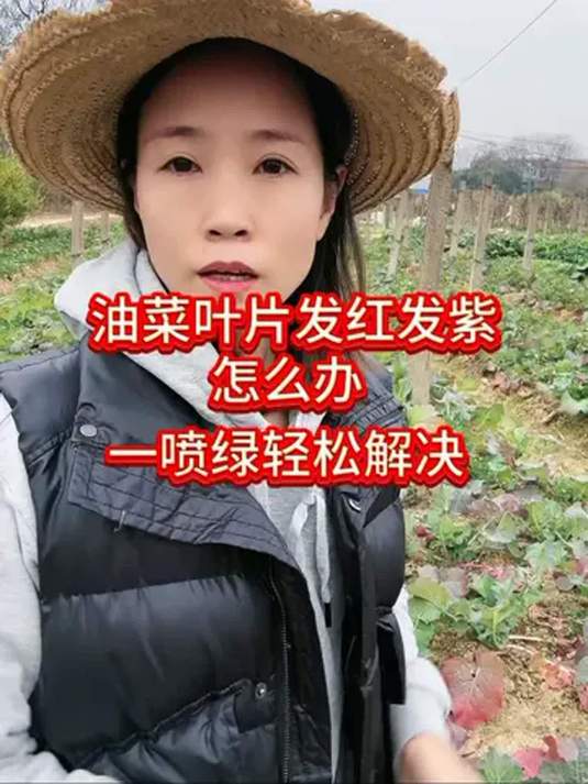 油菜叶片红紫别慌!这一招,轻松帮你解决难题