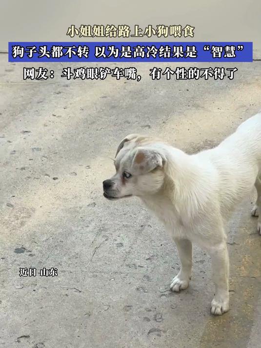 小姐姐给路上小狗喂食,网友:斗鸡眼铲车嘴,有个性的不得了