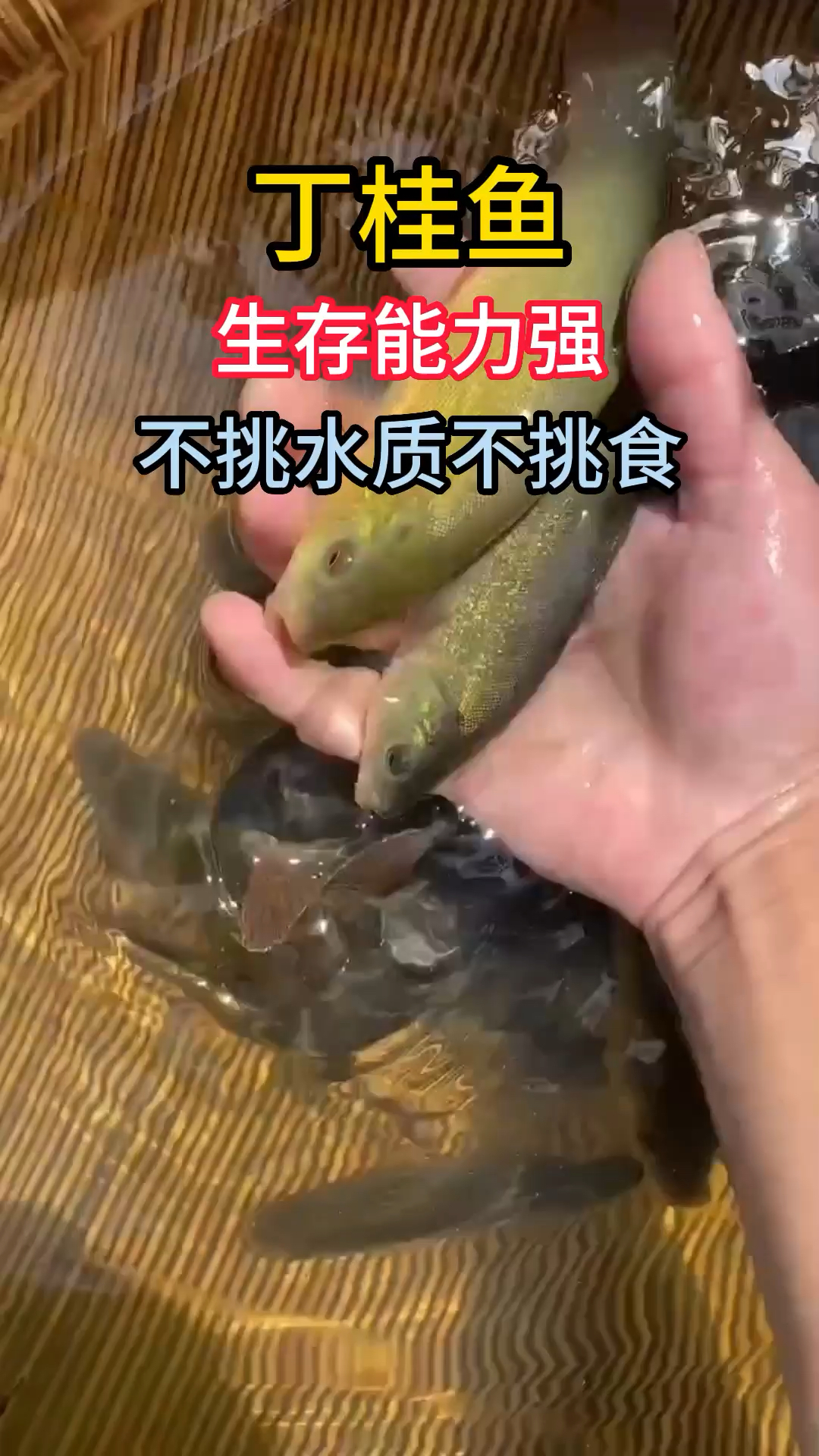 丁桂鱼,不挑水质不挑食,好养活