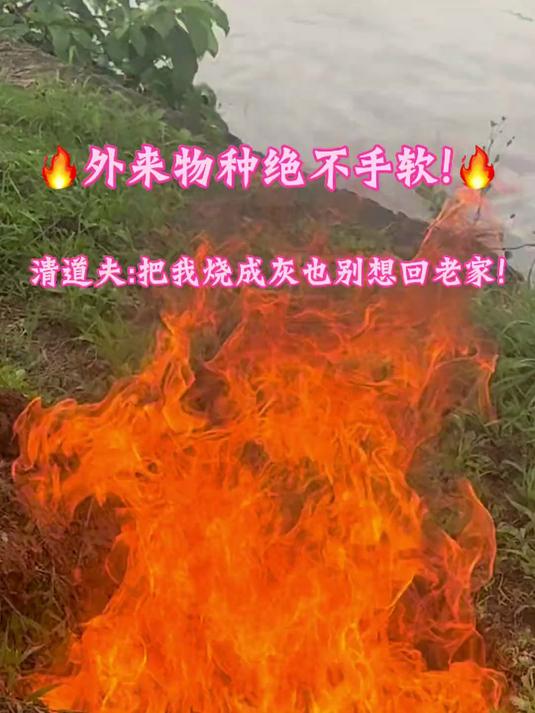 清道夫是南美鱼，国内无天敌，焚烧是合规无害化处理 清道夫入侵河流，吃鱼卵、毁生态！