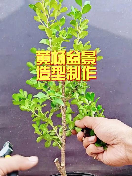 黄杨盆景修剪造型制作分享,一起来学习吧