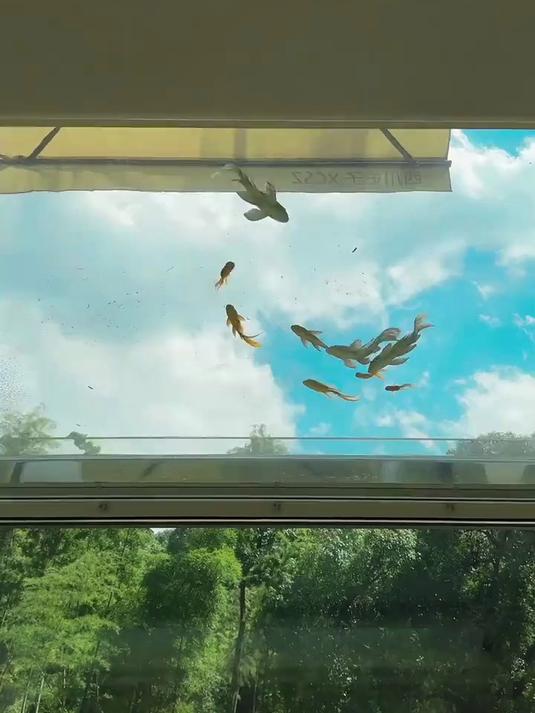 评评理,天空之鱼是不是美丽废物