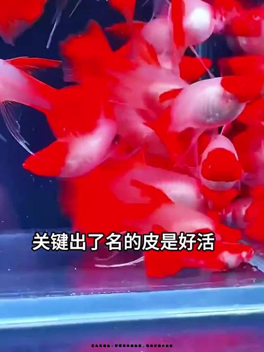 红头孔雀鱼:好看易养能生崽,轻松打造小鱼缸