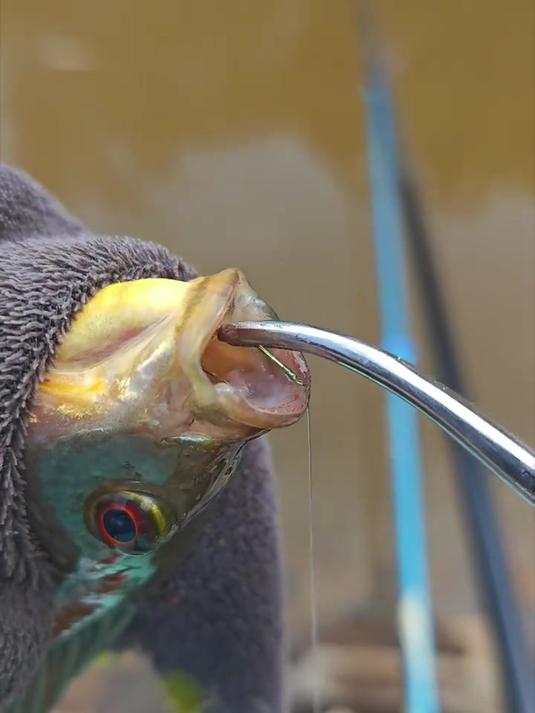 比普通取钩器更好用的取钩钳,不管鱼儿吃钩多深,轻轻一夹就出来