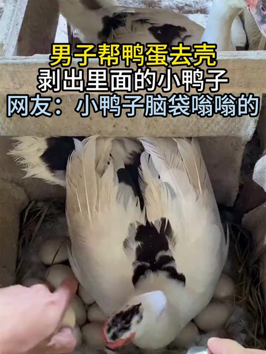 男子帮鸭蛋去壳 剥出里面的小鸭子 网友：小鸭子脑袋嗡嗡的