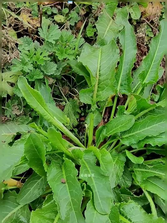 这种猪羊都不吃的野菜，它叫野菠菜，又称牛大黄
