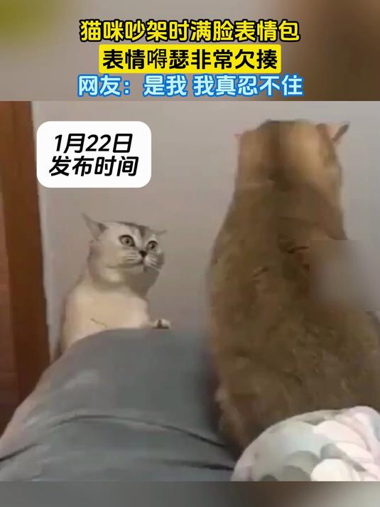 猫咪吵架时满脸表情包，表情嘚瑟非常欠揍，网友：是我 我真忍不住