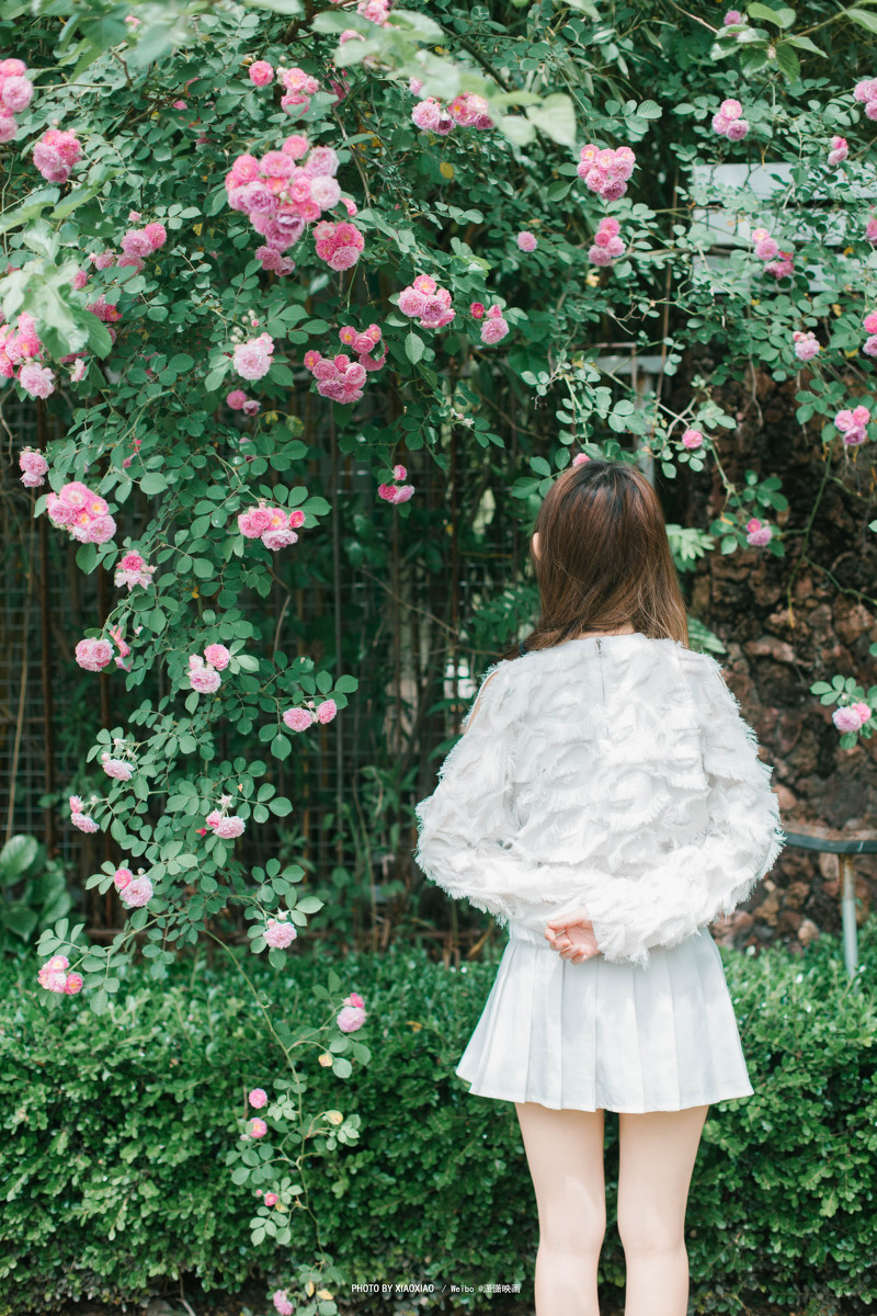 图片[2]-The rose in the wind-六色网