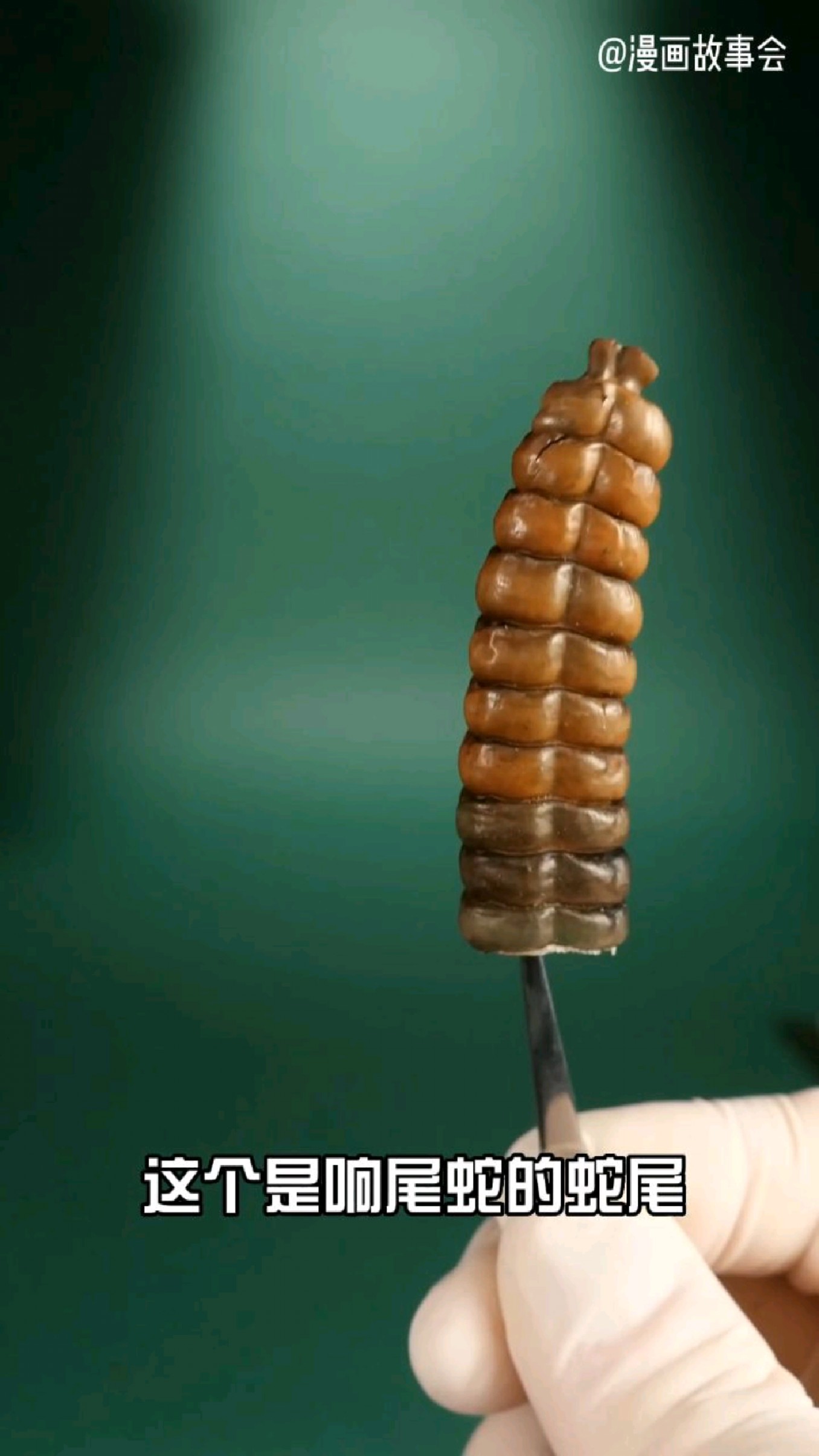 响尾蛇的蛇尾为什么可以发出‘沙沙’声?