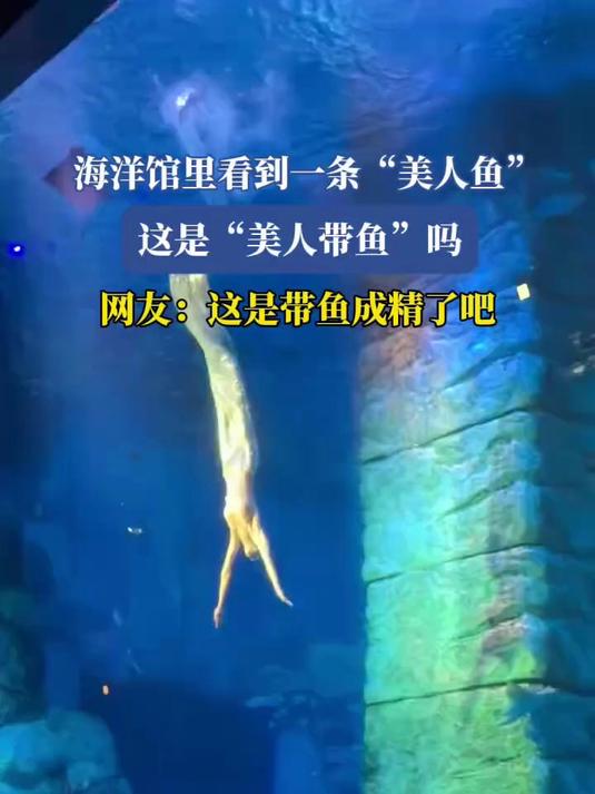 海洋馆里看到一条“美人鱼”这是“美人带鱼”