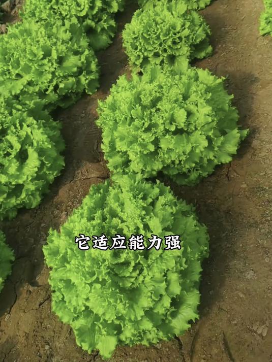 意大利生菜种子发芽给力,叶片脆爽带甜,家庭种植超简单