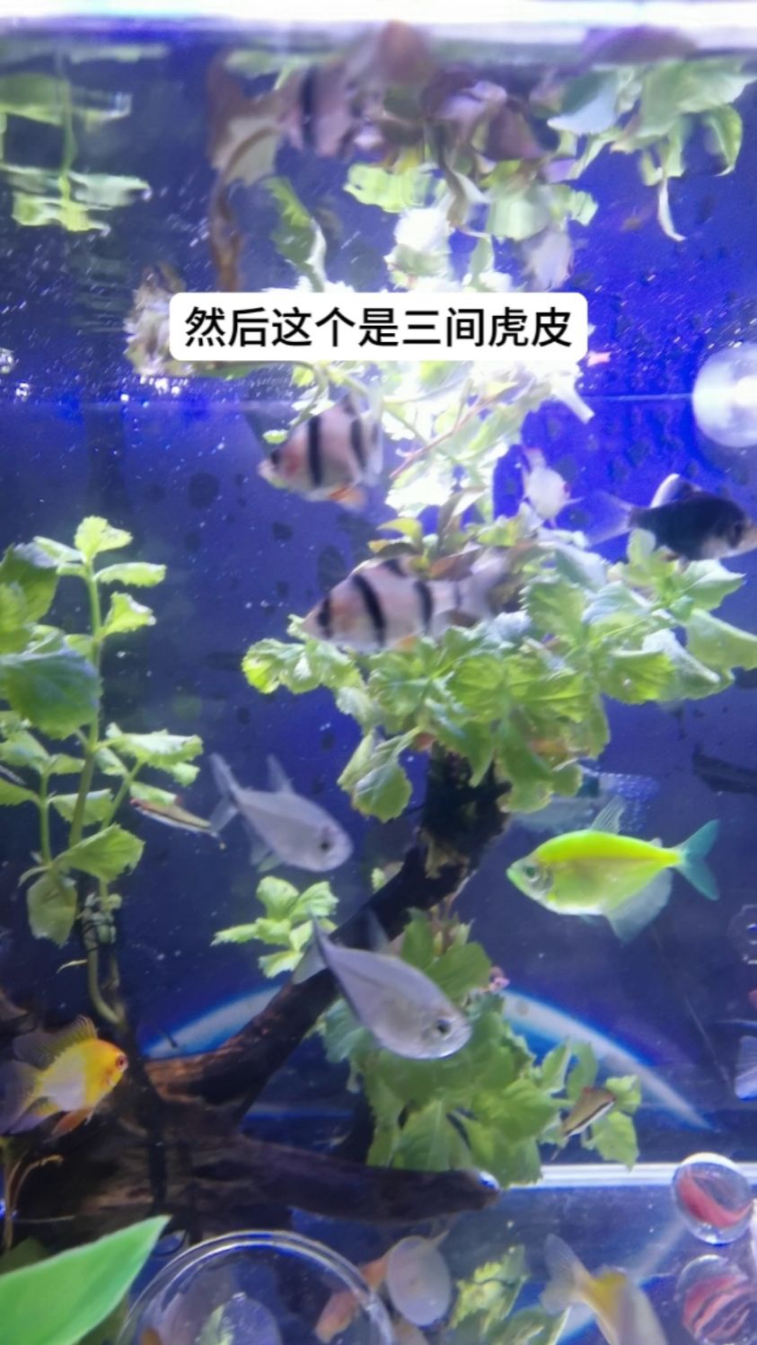 虎皮鱼一共有四种颜色,土黄色,荧光色,浅金色和宝石绿,虎皮鱼顾名思义