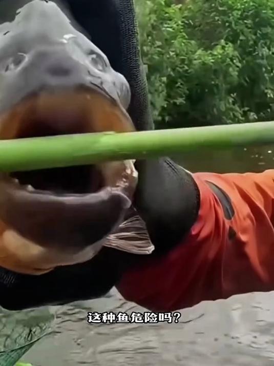 亚马逊食人鱼有多危险