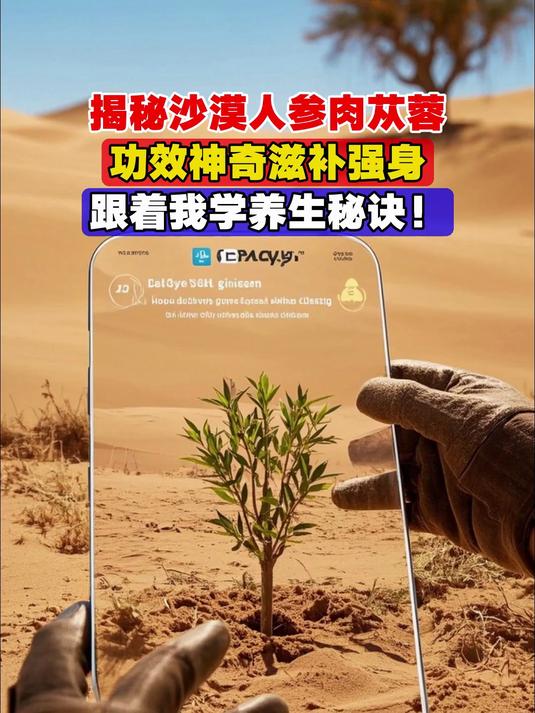 揭秘沙漠人参肉苁蓉,功效神奇滋补强身,跟着我学养生秘诀!