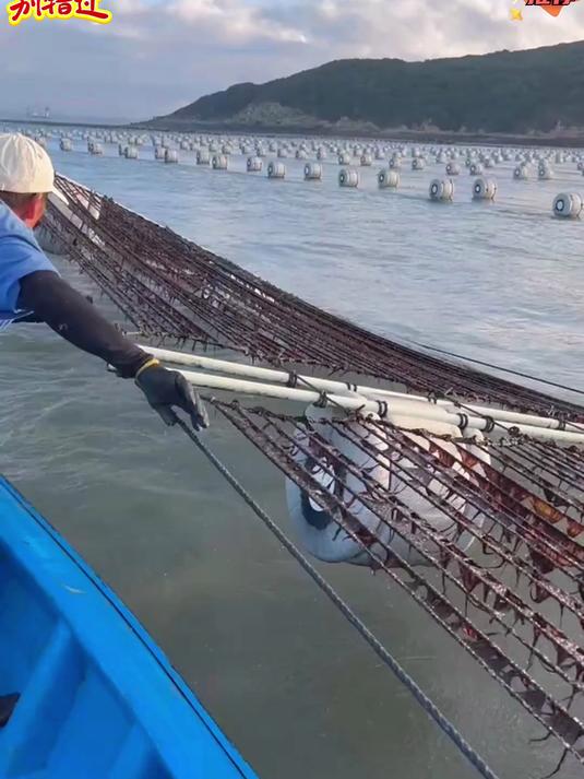 霞浦的头水紫菜你确定不来一份吗