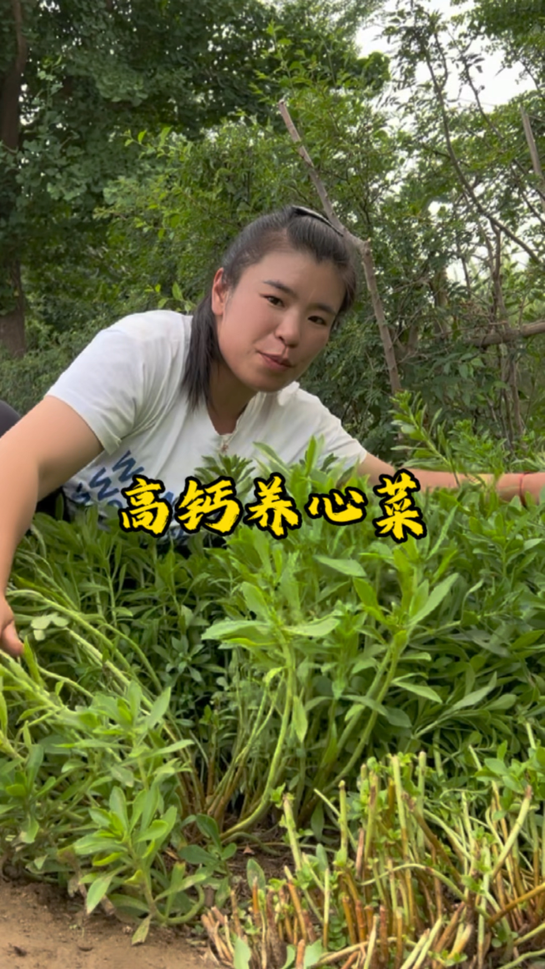 比钙片强十倍的野菜,你吃过吗?它就是高钙养心菜