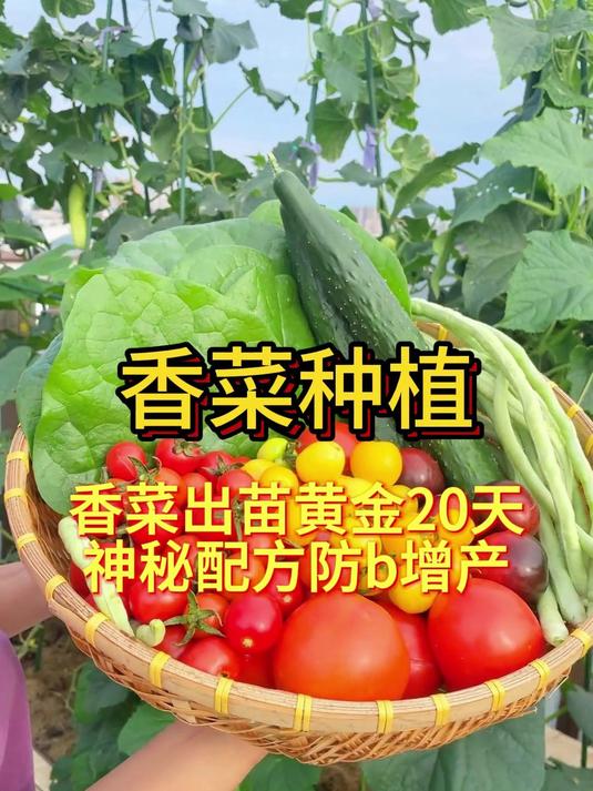 香菜出苗黄金20天，神秘配方防b增产