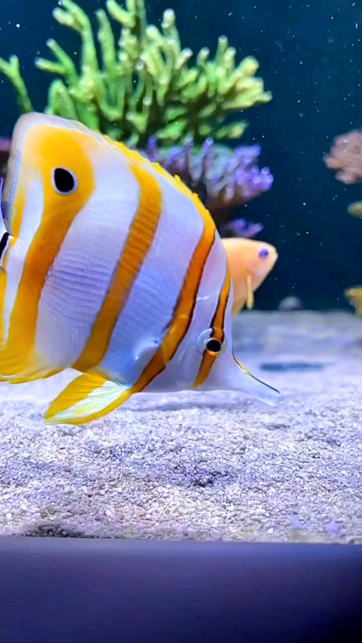 三间火箭很漂亮,就是开口难