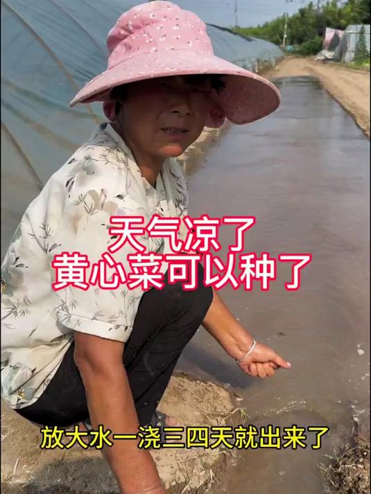 黄心菜的种植方法