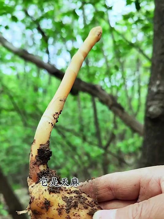 传统中草药，有一种，炖肉好吃，你们吃过吗