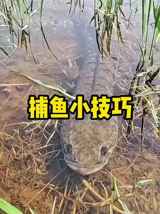 捕鱼小技巧
