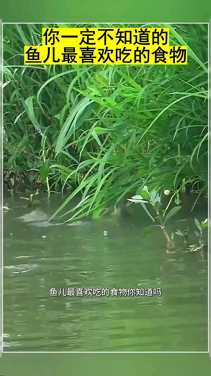 鱼儿最喜欢吃什么食物