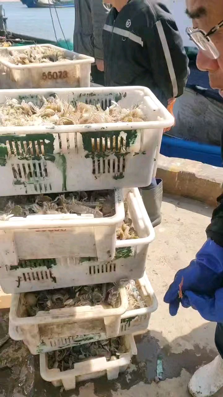 爬虾大量上市