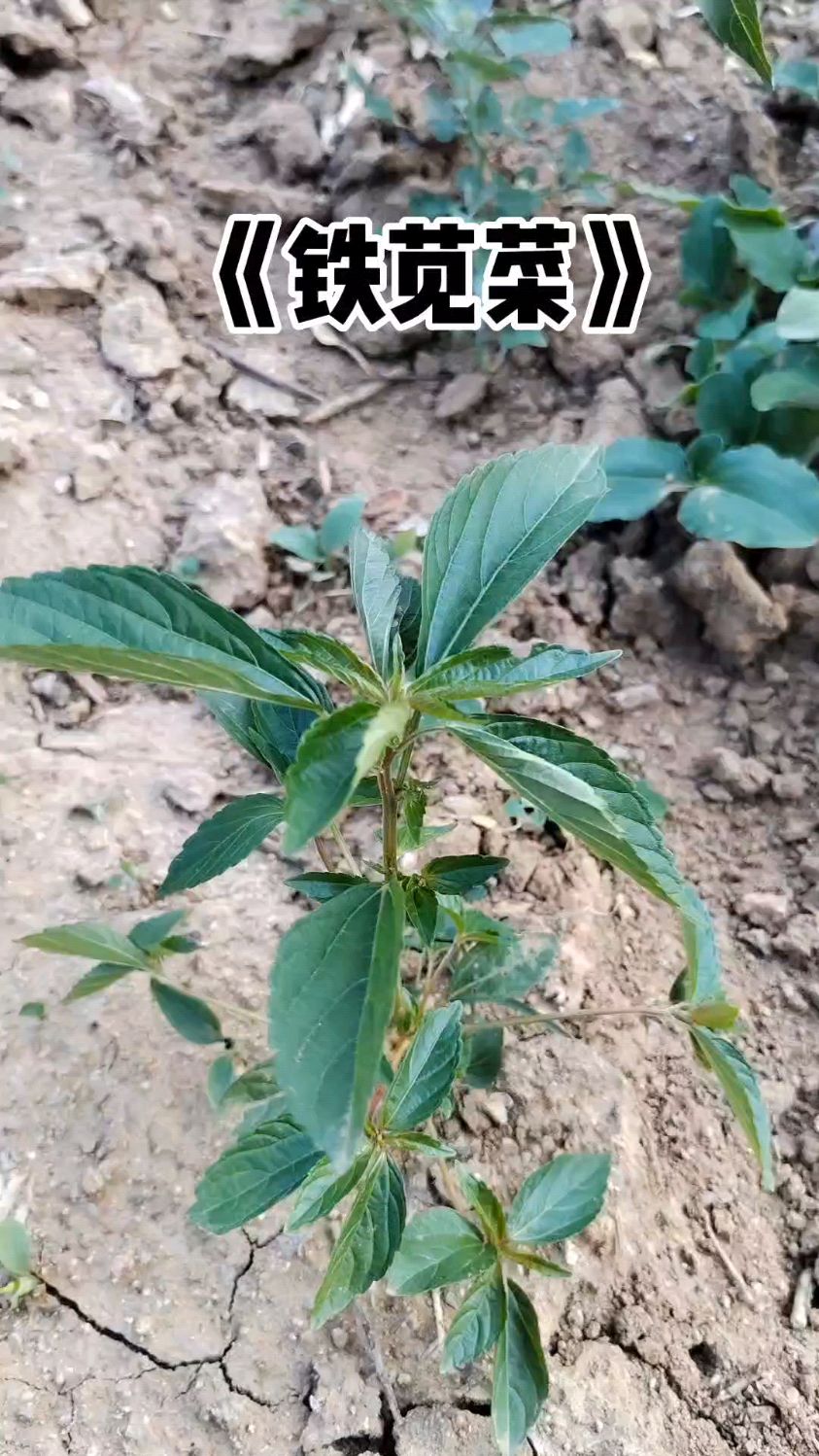 田间地头杂草也是宝—铁苋菜
