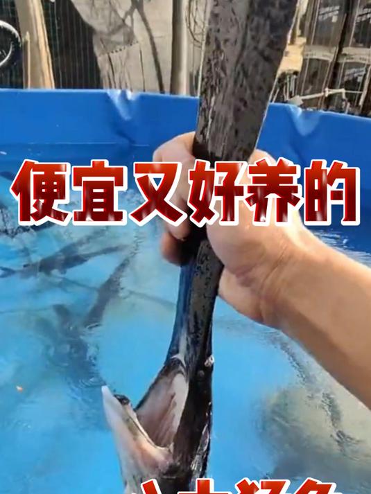 便宜又好养的八大猛鱼