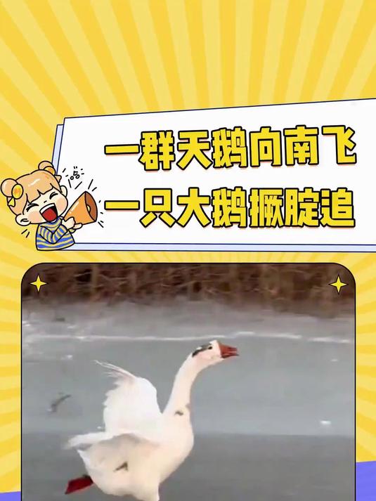 《尼尔斯骑鹅旅行记》居然是真的