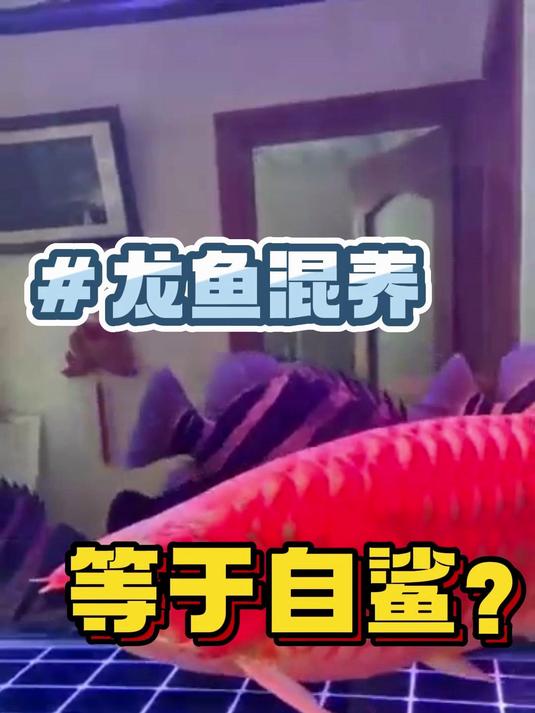 龙鱼混养等于自鲨?