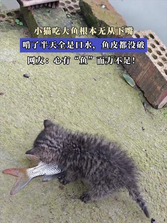 小猫吃大鱼根本无从下嘴,啃了半天全是口水,鱼皮都没破