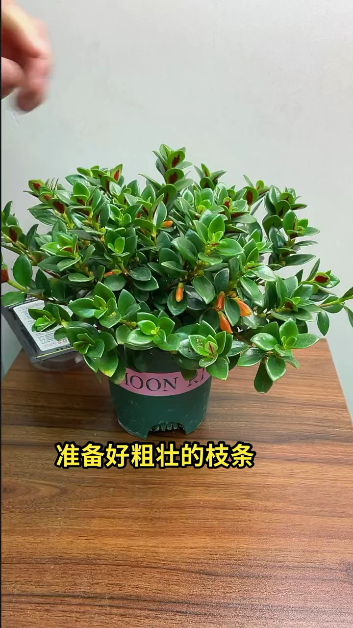 金鱼吊兰扦插繁殖