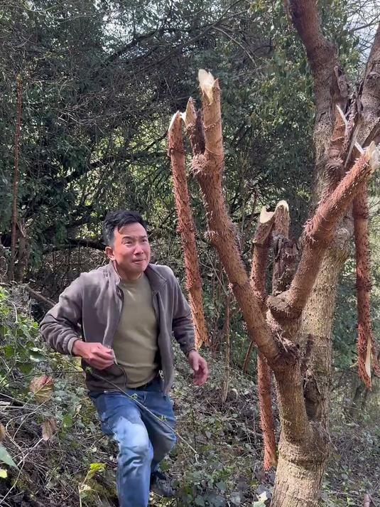 为了这一口野菜我也是拼了！