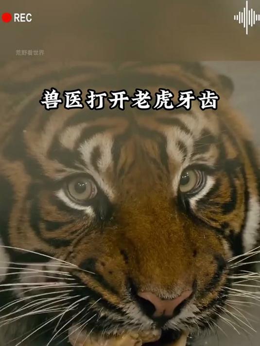老虎的嘴里长了一颗大结石,兽医拿来电钻将它的牙齿打开查看情况